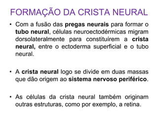 FORMAÇÃO DA CRISTA NEURAL
• Com a fusão das pregas neurais para formar o
tubo neural, células neuroectodérmicas migram
dorsolateralmente para constituírem a crista
neural, entre o ectoderma superficial e o tubo
neural.
• A crista neural logo se divide em duas massas
que dão origem ao sistema nervoso periférico.
• As células da crista neural também originam
outras estruturas, como por exemplo, a retina.
 