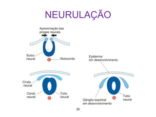 35
NEURULAÇÃO
 