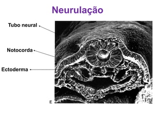 Neurulação
Tubo neural
Notocorda
Ectoderma
 