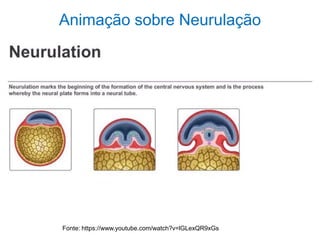 Animação sobre Neurulação
Fonte: https://www.youtube.com/watch?v=lGLexQR9xGs
 