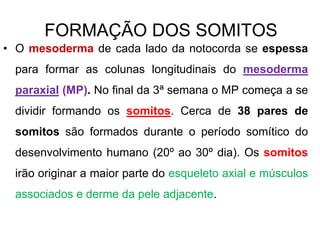 FORMAÇÃO DOS SOMITOS
• O mesoderma de cada lado da notocorda se espessa
para formar as colunas longitudinais do mesoderma
paraxial (MP). No final da 3ª semana o MP começa a se
dividir formando os somitos. Cerca de 38 pares de
somitos são formados durante o período somítico do
desenvolvimento humano (20º ao 30º dia). Os somitos
irão originar a maior parte do esqueleto axial e músculos
associados e derme da pele adjacente.
 