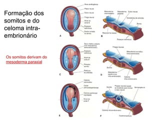 41
Formação dos
somitos e do
celoma intra-
embrionário
Os somitos derivam do
mesoderma paraxial
 