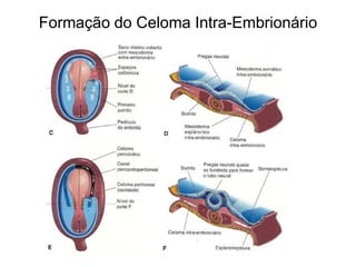 Formação do Celoma Intra-Embrionário
 