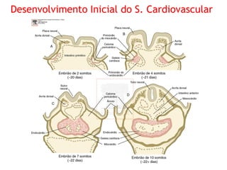 Desenvolvimento Inicial do S. Cardiovascular
 