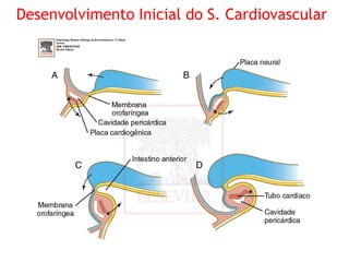 Desenvolvimento Inicial do S. Cardiovascular
 