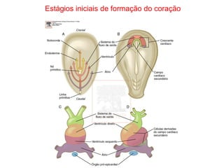 Estágios iniciais de formação do coração
 