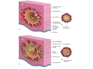 Terceira semana gastrulação