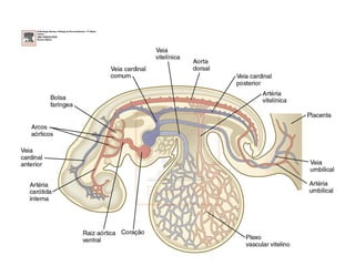Terceira semana gastrulação