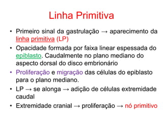 Linha Primitiva
• Primeiro sinal da gastrulação → aparecimento da
linha primitiva (LP)
• Opacidade formada por faixa linear espessada do
epiblasto. Caudalmente no plano mediano do
aspecto dorsal do disco embrionário
• Proliferação e migração das células do epiblasto
para o plano mediano.
• LP → se alonga → adição de células extremidade
caudal
• Extremidade cranial → proliferação → nó primitivo
 