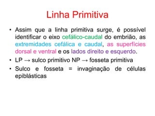 Linha Primitiva
• Assim que a linha primitiva surge, é possível
identificar o eixo cefálico-caudal do embrião, as
extremidades cefálica e caudal, as superfícies
dorsal e ventral e os lados direito e esquerdo.
• LP → sulco primitivo NP → fosseta primitiva
• Sulco e fosseta = invaginação de células
epiblásticas
 