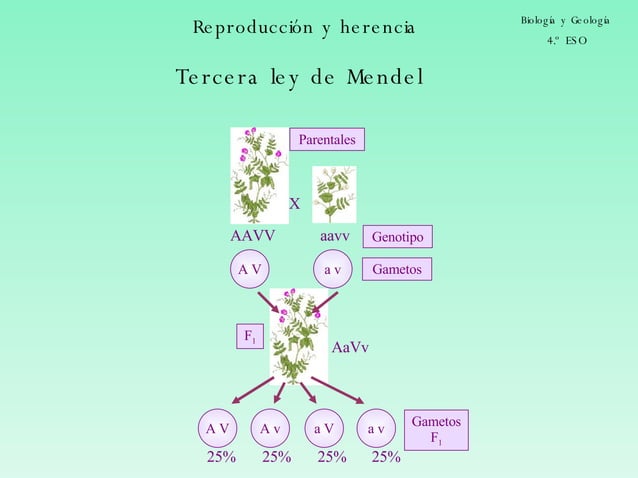Tercera Ley De Mendel