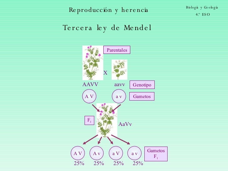 Tercera Ley De Mendel