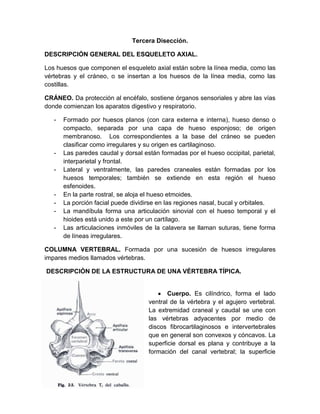 Tercera Disección.

DESCRIPCIÓN GENERAL DEL ESQUELETO AXIAL.

Los huesos que componen el esqueleto axial están sobre la línea media, como las
vértebras y el cráneo, o se insertan a los huesos de la línea media, como las
costillas.

CRÁNEO. Da protección al encéfalo, sostiene órganos sensoriales y abre las vías
donde comienzan los aparatos digestivo y respiratorio.

   -   Formado por huesos planos (con cara externa e interna), hueso denso o
       compacto, separada por una capa de hueso esponjoso; de origen
       membranoso. Los correspondientes a la base del cráneo se pueden
       clasificar como irregulares y su origen es cartilaginoso.
   -   Las paredes caudal y dorsal están formadas por el hueso occipital, parietal,
       interparietal y frontal.
   -   Lateral y ventralmente, las paredes craneales están formadas por los
       huesos temporales; también se extiende en esta región el hueso
       esfenoides.
   -   En la parte rostral, se aloja el hueso etmoides.
   -   La porción facial puede dividirse en las regiones nasal, bucal y orbitales.
   -   La mandíbula forma una articulación sinovial con el hueso temporal y el
       hioides está unido a este por un cartílago.
   -   Las articulaciones inmóviles de la calavera se llaman suturas, tiene forma
       de líneas irregulares.

COLUMNA VERTEBRAL. Formada por una sucesión de huesos irregulares
impares medios llamados vértebras.

DESCRIPCIÓN DE LA ESTRUCTURA DE UNA VÉRTEBRA TÍPICA.


                                            Cuerpo. Es cilíndrico, forma el lado
                                     ventral de la vértebra y el agujero vertebral.
                                     La extremidad craneal y caudal se une con
                                     las vértebras adyacentes por medio de
                                     discos fibrocartilaginosos e intervertebrales
                                     que en general son convexos y cóncavos. La
                                     superficie dorsal es plana y contribuye a la
                                     formación del canal vertebral; la superficie
 