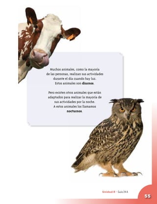 Muchos animales, como la mayoría
de las personas, realizan sus actividades
     durante el día cuando hay luz.
       Estos animales son diurnos.

 Pero existen otros animales que están
 adaptados para realizar la mayoría de
     sus actividades por la noche.
    A estos animales los llamamos
              nocturnos.




                                                         24
                                         Unidad 8 - Guía 23 A
                                                                55
 