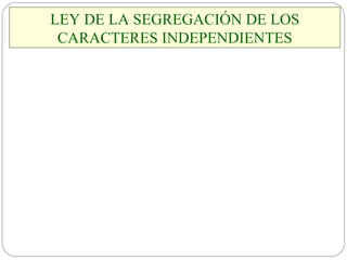 LEY DE LA SEGREGACIÓN DE LOS CARACTERES INDEPENDIENTES 
