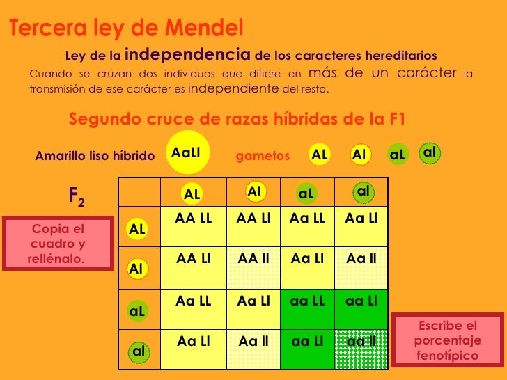 Tercera ley de mendel