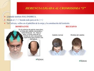 HERENCIA LIGADA AL CROMOSOMA “Y”
 Llamada también HALÁNDRICA.
 Donde el ♂+♂ hereda todo pero en la ♀+♀
 La Calvicie, vellos en el pabellón de la oreja y la constitución del testículo.
DOMINANTE RECESIVO
 