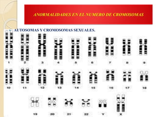 ANORMALIDADES EN EL NUMERO DE CROMOSOMAS
 AUTOSOMAS Y CROMOSOMAS SEXUALES.
 