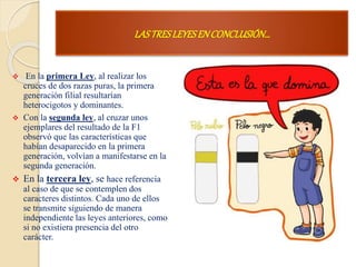 LASTRESLEYESENCONCLUSIÓN…
 En la primera Ley, al realizar los
cruces de dos razas puras, la primera
generación filial resultarían
heterocigotos y dominantes.
 Con la segunda ley, al cruzar unos
ejemplares del resultado de la F1
observó que las características que
habían desaparecido en la primera
generación, volvían a manifestarse en la
segunda generación.
 En la tercera ley, se hace referencia
al caso de que se contemplen dos
caracteres distintos. Cada uno de ellos
se transmite siguiendo de manera
independiente las leyes anteriores, como
si no existiera presencia del otro
carácter.
 