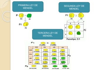 PRIMERA LEY DE
MENDEL
SEGUNDA LEY DE
MENDEL
TERCERA LEY DE
MENDEL
 