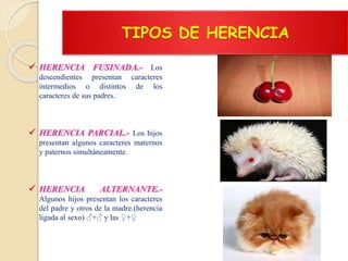 TIPOS DE HERENCIA
 HERENCIA FUSINADA.- Los
descendientes presentan caracteres
intermedios o distintos de los
caracteres de sus padres.
 HERENCIA PARCIAL.- Los hijos
presentan algunos caracteres maternos
y paternos simultáneamente.
 HERENCIA ALTERNANTE.-
Algunos hijos presentan los caracteres
del padre y otros de la madre.(herencia
ligada al sexo) ♂+♂ y las ♀+♀
 