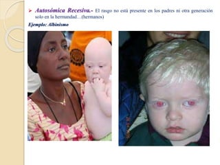  Autosómica Recesiva.- El rasgo no está presente en los padres ni otra generación
solo en la hermandad…(hermanos)
Ejemplo: Albinismo
 