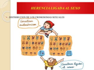 HERENCIA LIGADA AL SEXO
• DISTRIBUCION DE LOS CROMOSOMAS SEXUALES
 