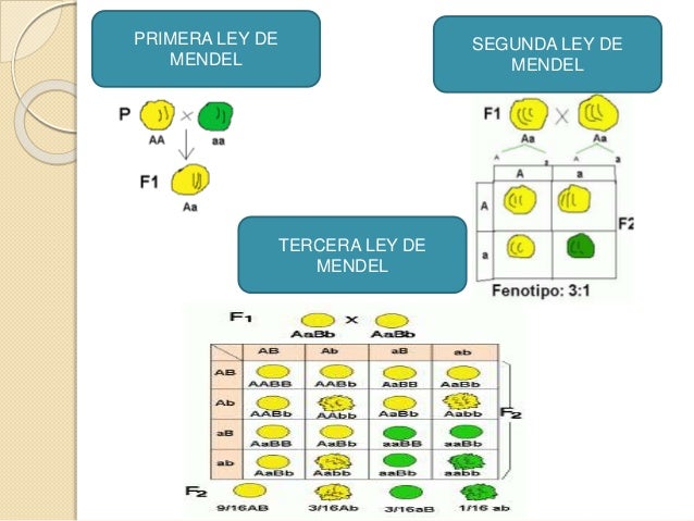 Tercera ley de mendel
