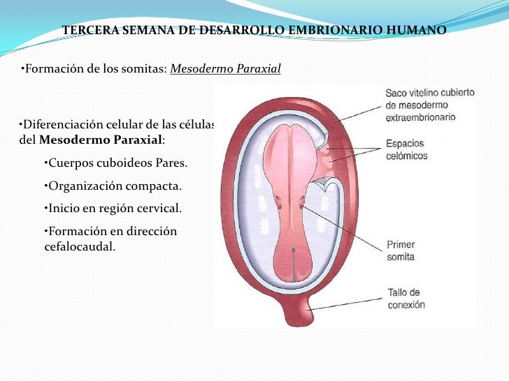 Resultado de imagen para tercera semana del desarrollo embrionario