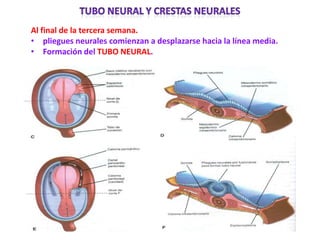 Al final de la tercera semana.
• pliegues neurales comienzan a desplazarse hacia la línea media.
• Formación del TUBO NEURAL.
 