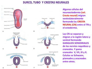 • Algunas células del
  neuroectodermo (cel.
  Cresta neural) migran
  ventrolateralmente
  formando las CRESTA
  NEURAL (CN) entre el TN y
  el ectodermo.

• Las CN se separan y
  migran a la región latera y
  ventral formando
  GANGLIOS SENSORIALES
  de los nervios raquídeos y
  craneales. Y pares
  craneales V, VII, IX y X.
• Celulas se Schwann,
  piamadre y aracnodes
  entre otros.
 