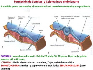 A medida que el notocordio, el tubo neural y el mesodermo embrionario proliferan




SOMITAS : mesodermo Paraaxil . Del dia 20 al dia 30 38 pares. Final de la quinta
semana 42 a 44 pares.
 CELOMA: divide al mesodermo lateral en , Capa parietal o somática
SOMATOPLEURA (amnios ) y capa visceral o esplácnica ESPLACNOPLEURA (saco
vitelino)
 