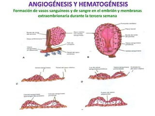 Formación de vasos sanguíneos y de sangre en el embrión y membranas
             extraembrionaria durante la tercera semana
 
