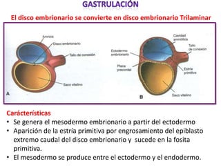 El disco embrionario se convierte en disco embrionario Trilaminar




Carácterísticas
• Se genera el mesodermo embrionario a partir del ectodermo
• Aparición de la estría primitiva por engrosamiento del epiblasto
  extremo caudal del disco embrionario y sucede en la fosita
  primitiva.
• El mesodermo se produce entre el ectodermo y el endodermo.
 