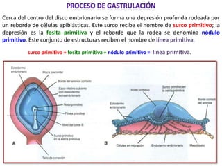 Cerca del centro del disco embrionario se forma una depresión profunda rodeada por
un reborde de células epiblásticas. Este surco recibe el nombre de surco primitivo; la
depresión es la fosita primitiva y el reborde que la rodea se denomina nódulo
primitivo. Este conjunto de estructuras reciben el nombre de línea primitiva.

          surco primitivo + fosita primitiva + nódulo primitivo = línea primitiva.
 