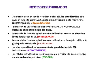 • Desplazamiento en sentido cefálico de las células ectodérmicas que
  invaden la fosita primitiva hasta la placa Procordal de la membrana
  bucofaríngea(MB).(INVAGINACIÓN)
• Formación de un cordón mesodérmico (MACIZO NOTOCORDAL)
  localizada en la línea media del disco.
• Formación de laminas epiteliales mesodérmicas crecen en dirección
  borde lateral del disco. (DIVERGENCIA)
• Avance de las laminas epiteliales mesodérmicas a la región cefálica. Al
  igual que la Notocorda. (ELONGACIÓN)
• Las alas mesodérmicas toman contacto por delante de la MB
  fusionándose. (CONVERGENCIA)
• Las células ectodérmicas que invaginan en la fosita y la línea primitiva
  son reemplazadas por otras (EPIBOLIA)
 
