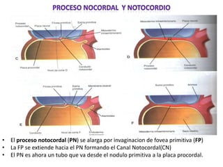 Esquema de vistas dorsales del alargamiento y cambio del disco embrionario




• El proceso notocordal (PN) se alarga por invaginacion de fovea primitiva (FP)
• La FP se extiende hacia el PN formando el Canal Notocordal(CN)
• El PN es ahora un tubo que va desde el nodulo primitiva a la placa procordal.
 