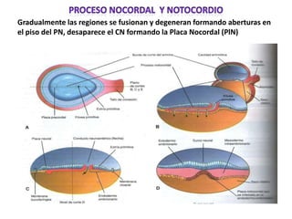 Gradualmente las regiones se fusionan y degeneran formando aberturas en
el piso del PN, desaparece el CN formando la Placa Nocordal (PlN)
 