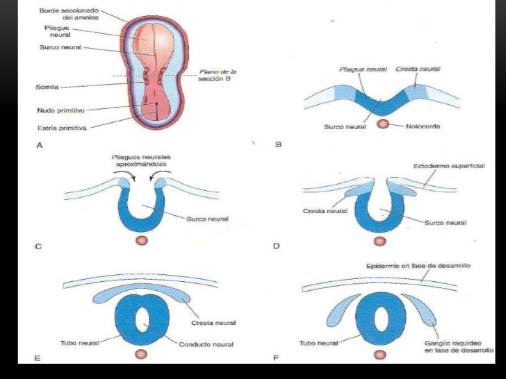 Resultado de imagen para tercera semana del desarrollo embrionario