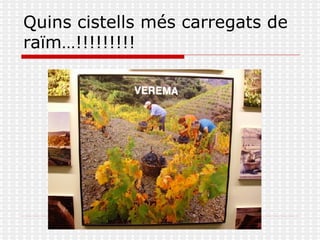 Quins cistells més carregats de raïm…!!!!!!!!! 