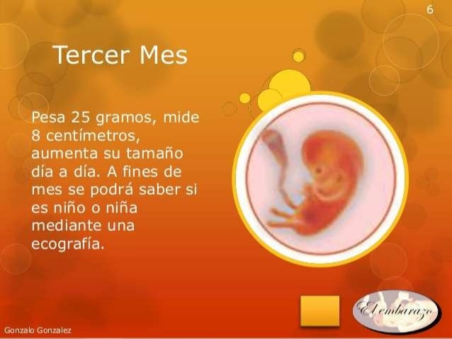 Tercer Mes De Embarazo