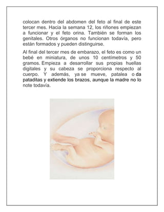 colocan dentro del abdomen del feto al final de este
tercer mes. Hacia la semana 12, los riñones empiezan
a funcionar y el feto orina. También se forman los
genitales. Otros órganos no funcionan todavía, pero
están formados y pueden distinguirse.
Al final del tercer mes de embarazo, el feto es como un
bebé en miniatura, de unos 10 centímetros y 50
gramos. Empieza a desarrollar sus propias huellas
digitales y su cabeza se proporciona respecto al
cuerpo. Y además, ya se mueve, patalea o da
pataditas y extiende los brazos, aunque la madre no lo
note todavía.
 