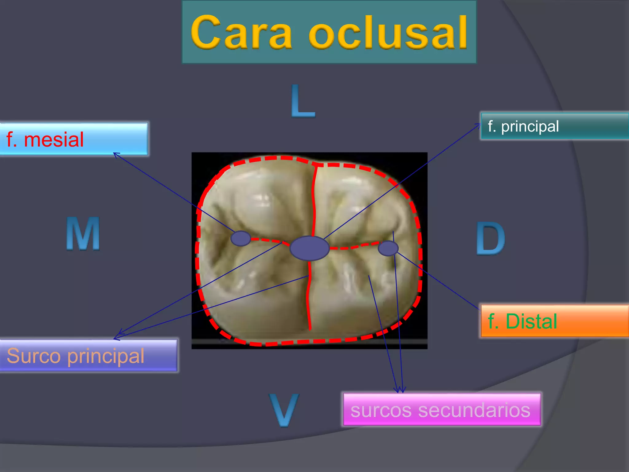 Molar Inferior Tercer molar inferior | PPTX