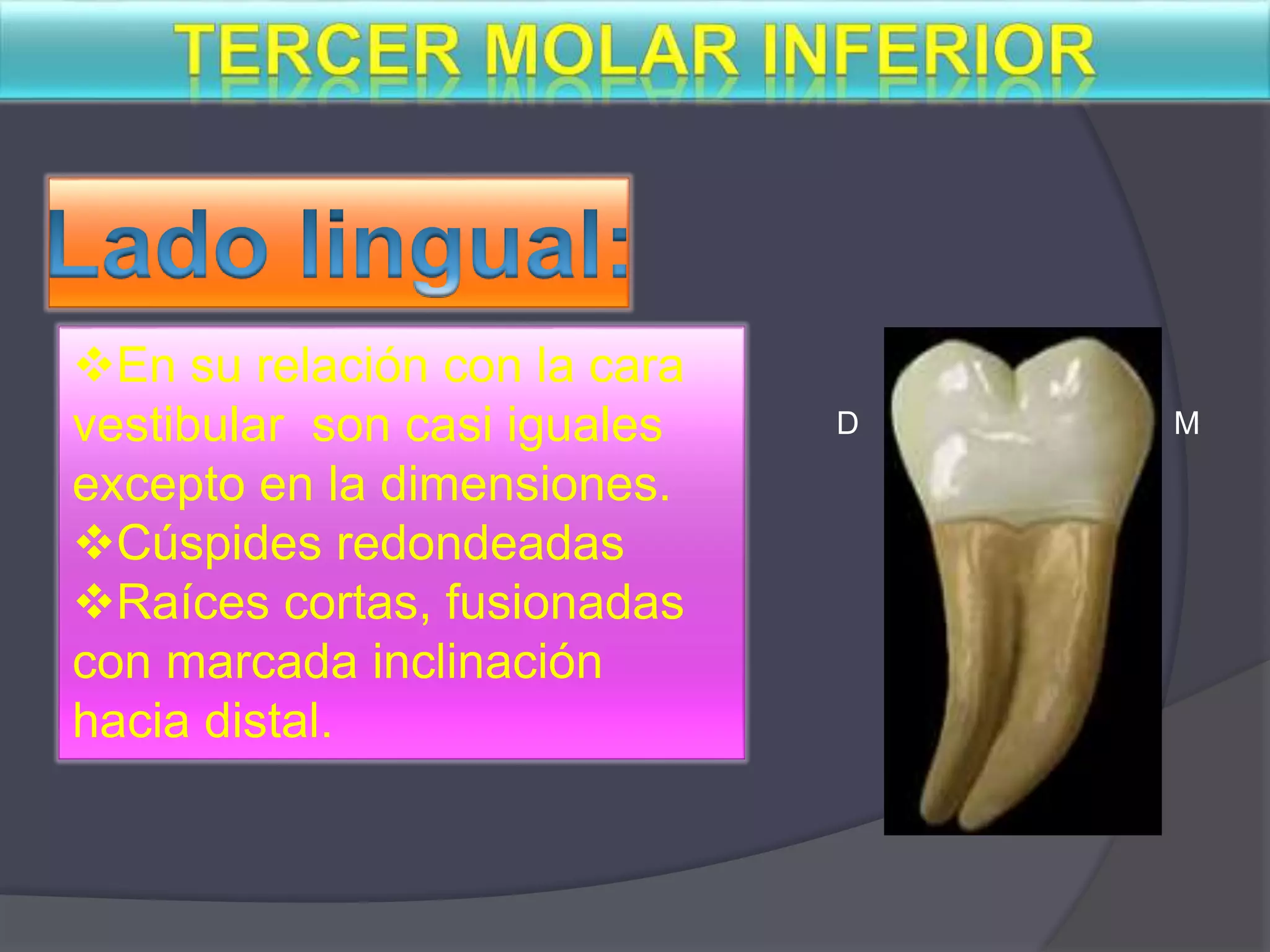 Molar Inferior Tercer molar inferior | PPTX