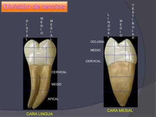 CARA LINGUA
CARA MESIAL
M
E
S
I
A
L
M
E
D
I
O
D
I
S
T
A
L
V
E
S
T
I
B
U
L
A
R
M
E
D
I
O
L
I
N
G
U
A
L
OCLUSAL
MEDIO
APICAL
MEDIO
CERVICAL
CERVICAL
 