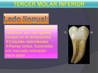 En su relación con la cara
vestibular son casi iguales
excepto en la dimensiones.
Cúspides redondeadas
Raíces cortas, fusionadas
con marcada inclinación
hacia distal.
MD
 