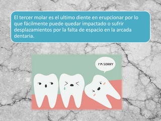El tercer molar es el ultimo diente en erupcionar por lo
que fácilmente puede quedar impactado o sufrir
desplazamientos por la falta de espacio en la arcada
dentaria.
 