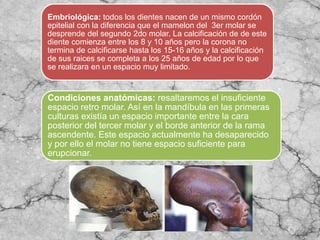 Embriológica: todos los dientes nacen de un mismo cordón
epitelial con la diferencia que el mamelon del 3er molar se
desprende del segundo 2do molar. La calcificación de de este
diente comienza entre los 8 y 10 años pero la corona no
termina de calcificarse hasta los 15-16 años y la calcificación
de sus raices se completa a los 25 años de edad por lo que
se realizara en un espacio muy limitado.
Condiciones anatómicas: resaltaremos el insuficiente
espacio retro molar. Así en la mandíbula en las primeras
culturas existía un espacio importante entre la cara
posterior del tercer molar y el borde anterior de la rama
ascendente. Este espacio actualmente ha desaparecido
y por ello el molar no tiene espacio suficiente para
erupcionar.
 