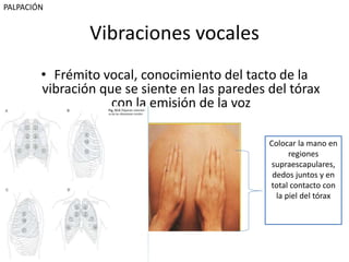 Vibraciones vocales
• Frémito vocal, conocimiento del tacto de la
vibración que se siente en las paredes del tórax
con la emisión de la voz
Colocar la mano en
regiones
supraescapulares,
dedos juntos y en
total contacto con
la piel del tórax
PALPACIÓN
 