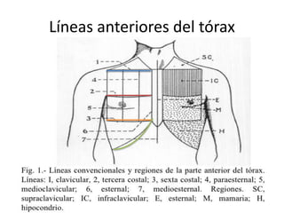 Líneas anteriores del tórax
 